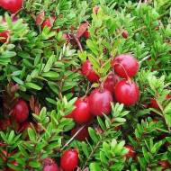 Саженец Клюква Стивенс в контейнере